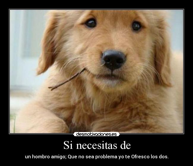Si necesitas de - un hombro amigo; Que no sea problema yo te Ofresco los dos.