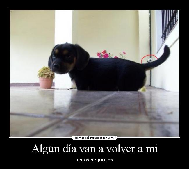 Algún día van a volver a mi -