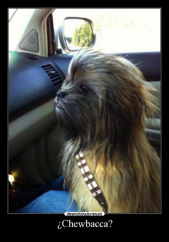 ¿Chewbacca? -