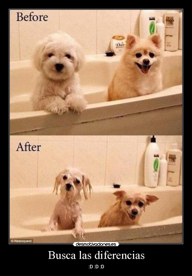 Busca las diferencias -