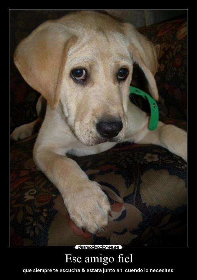 Ese amigo fiel -