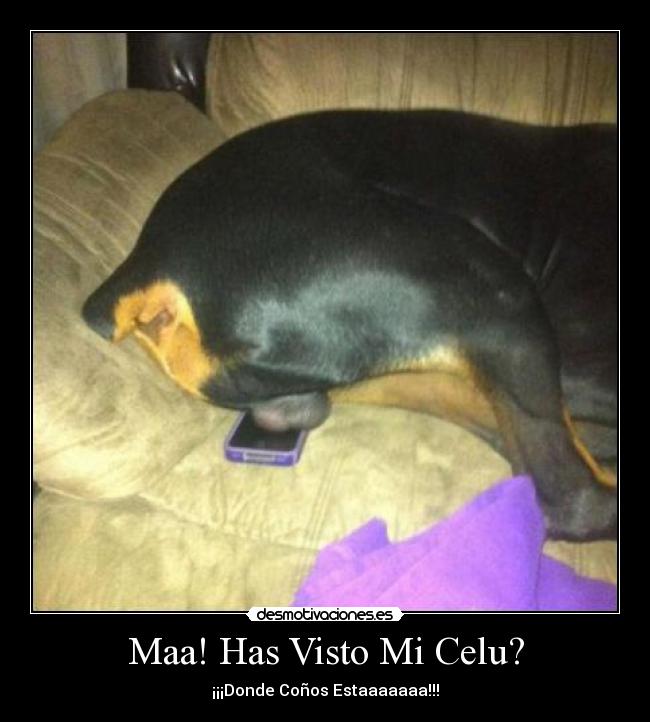 Maa! Has Visto Mi Celu? - ¡¡¡Donde Coños Estaaaaaaa!!!