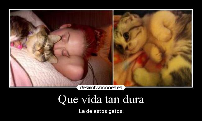 Que vida tan dura - La de estos gatos.
