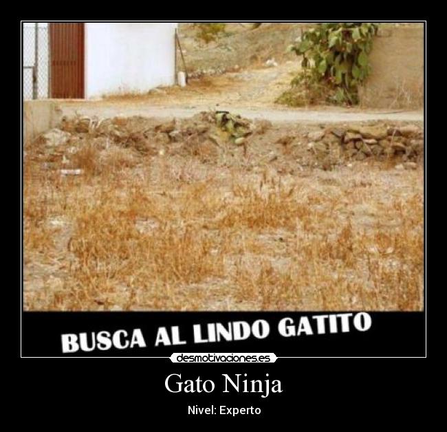 Gato Ninja - Nivel: Experto