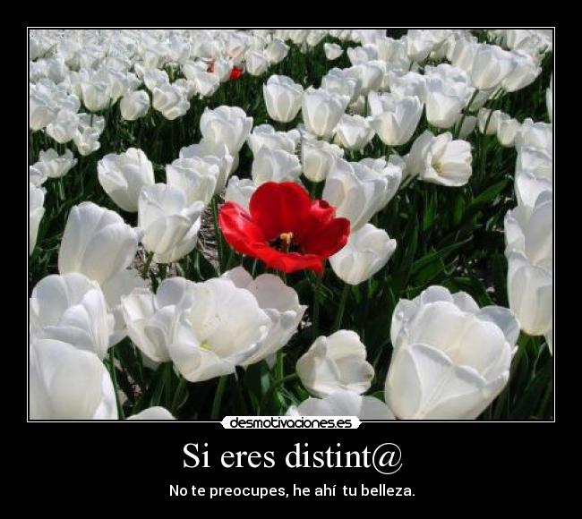 Si eres distint@ - No te preocupes, he ahí tu belleza.