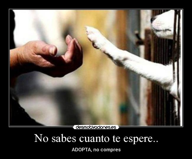 No sabes cuanto te espere.. - ADOPTA, no compres