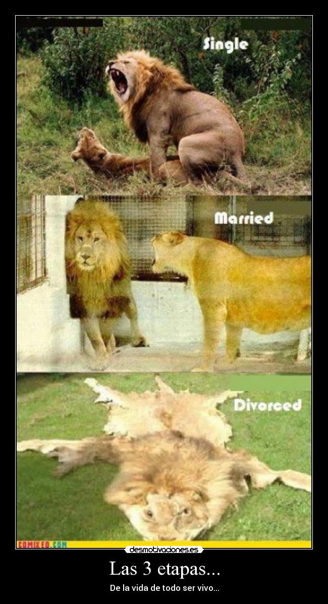 Las 3 etapas... - De la vida de todo ser vivo...