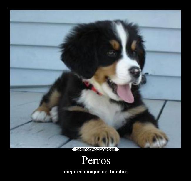 Perros -
