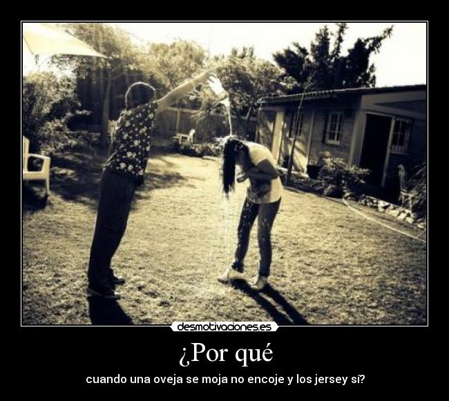 ¿Por qué - cuando una oveja se moja no encoje y los jersey sí?