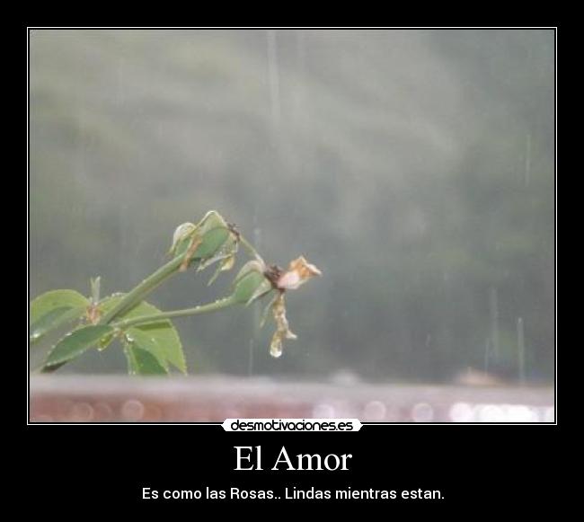 El Amor - Es como las Rosas.. Lindas mientras estan.