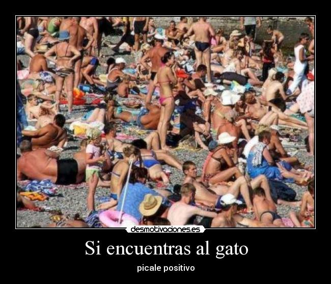 Si encuentras al gato -