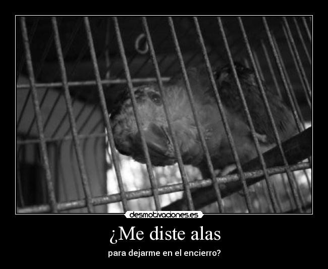 ¿Me diste alas -
