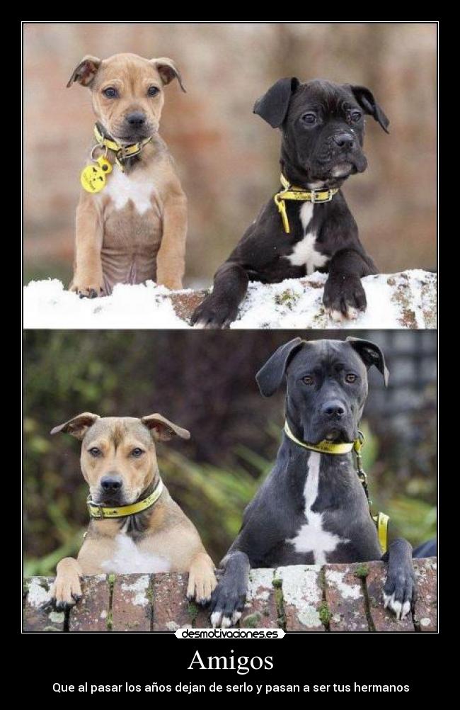 Amigos - 