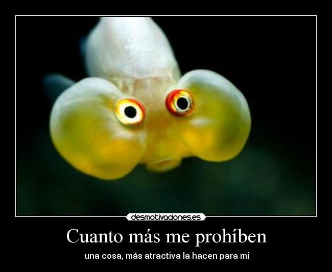 Cuanto más me prohíben -