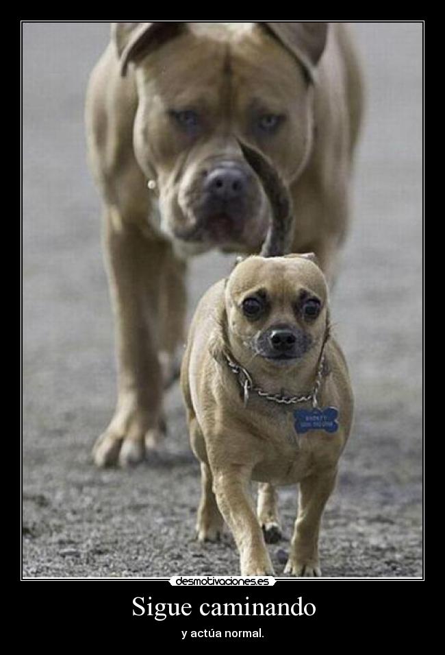 Sigue caminando - 