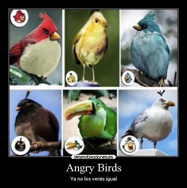 Angry Birds -