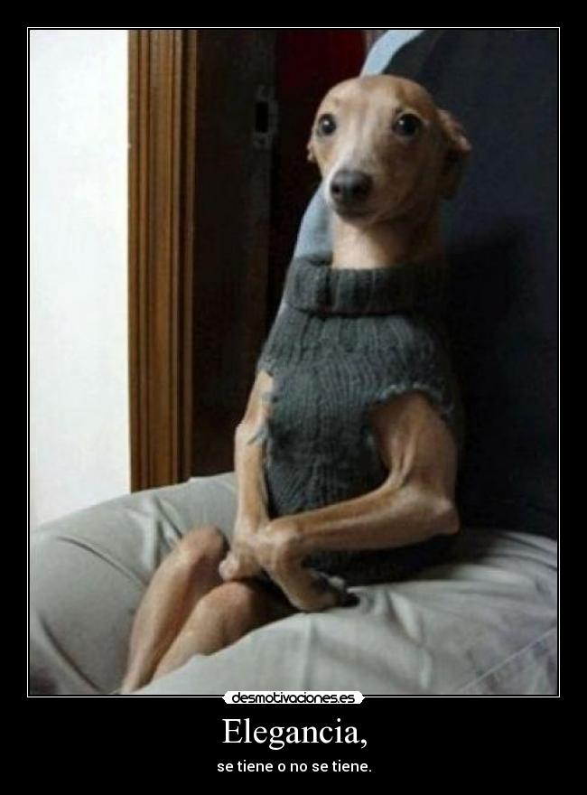 Elegancia, - 