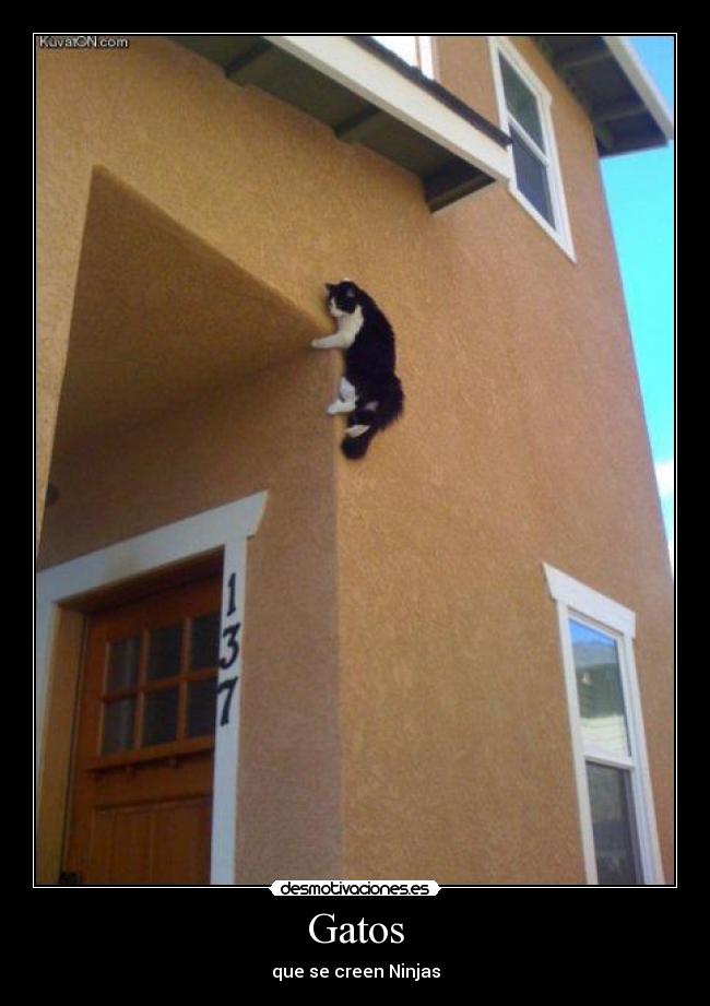 Gatos - que se creen Ninjas