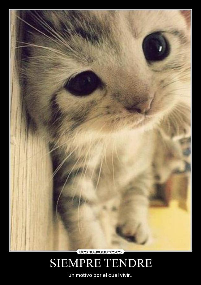 SIEMPRE TENDRE - un motivo por el cual vivir...