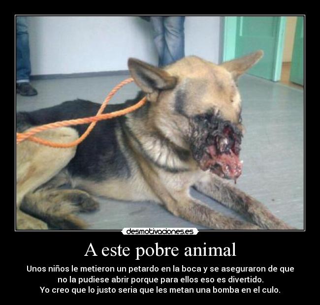 A este pobre animal - Unos niños le metieron un petardo en la boca y se aseguraron de que
no la pudiese abrir porque para ellos eso es divertido.
Yo creo que lo justo seria que les metan una bomba en el culo.