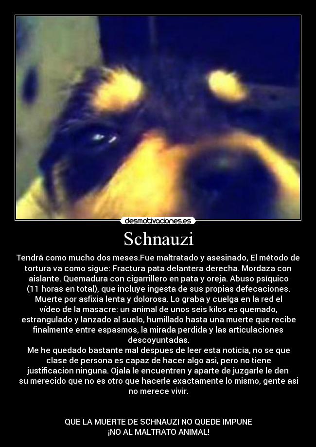 Schnauzi - Tendrá como mucho dos meses.Fue maltratado y asesinado, El método de
tortura va como sigue: Fractura pata delantera derecha. Mordaza con
aislante. Quemadura con cigarrillero en pata y oreja. Abuso psíquico
(11 horas en total), que incluye ingesta de sus propias defecaciones.
Muerte por asfixia lenta y dolorosa. Lo graba y cuelga en la red el
vídeo de la masacre: un animal de unos seis kilos es quemado,
estrangulado y lanzado al suelo, humillado hasta una muerte que recibe
finalmente entre espasmos, la mirada perdida y las articulaciones
descoyuntadas.
Me he quedado bastante mal despues de leer esta noticia, no se que
clase de persona es capaz de hacer algo asi, pero no tiene
justificacion ninguna. Ojala le encuentren y aparte de juzgarle le den
su merecido que no es otro que hacerle exactamente lo mismo, gente asi
no merece vivir.
QUE LA MUERTE DE SCHNAUZI NO QUEDE IMPUNE
¡NO AL MALTRATO ANIMAL!