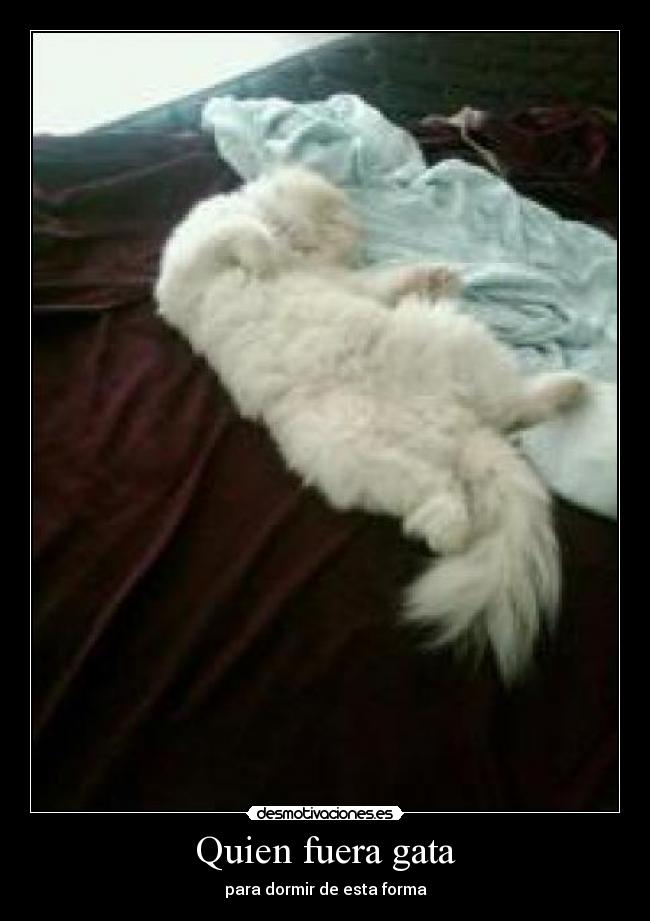 Quien fuera gata - 