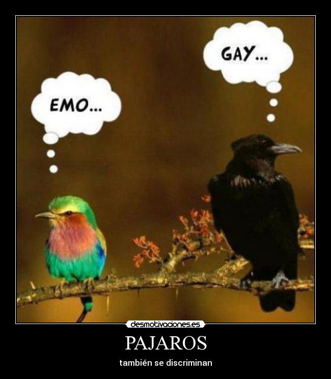 PAJAROS - 