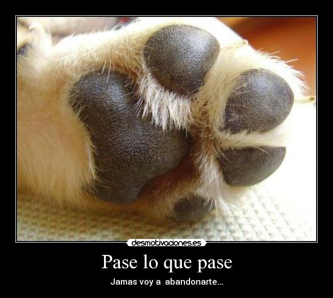 Pase lo que pase - Jamas voy a abandonarte...