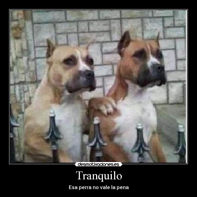 Tranquilo - Esa perra no vale la pena