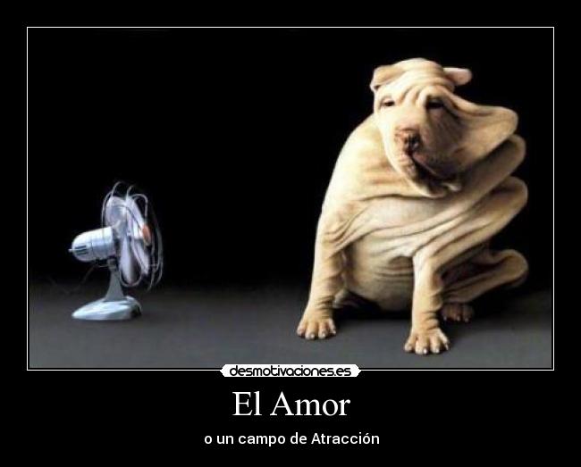 El Amor - 