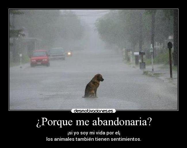 ¿Porque me abandonaria? - ¡si yo soy mi vida por el¡
los animales también tienen sentimientos.