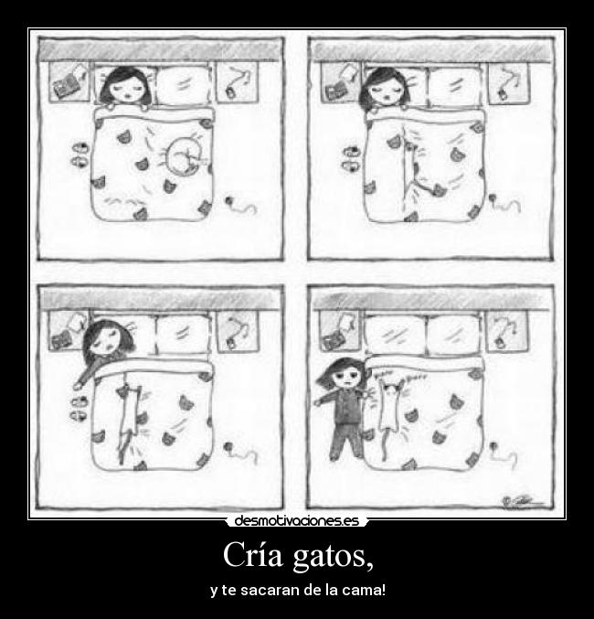 Cría gatos, - 