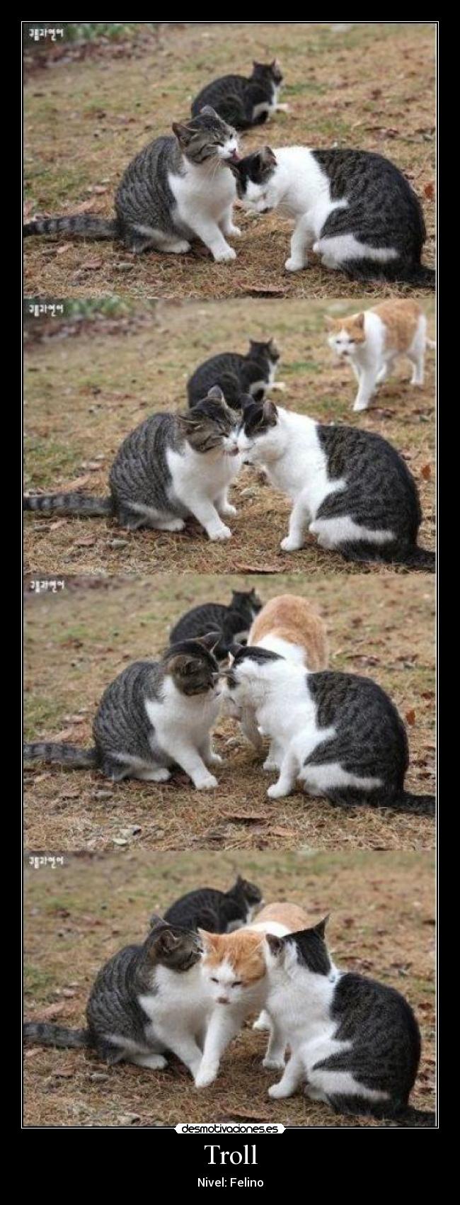 Troll - Nivel: Felino