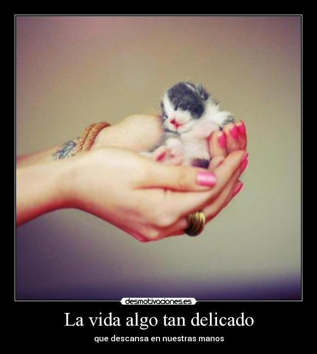 carteles vida vida desmotivaciones