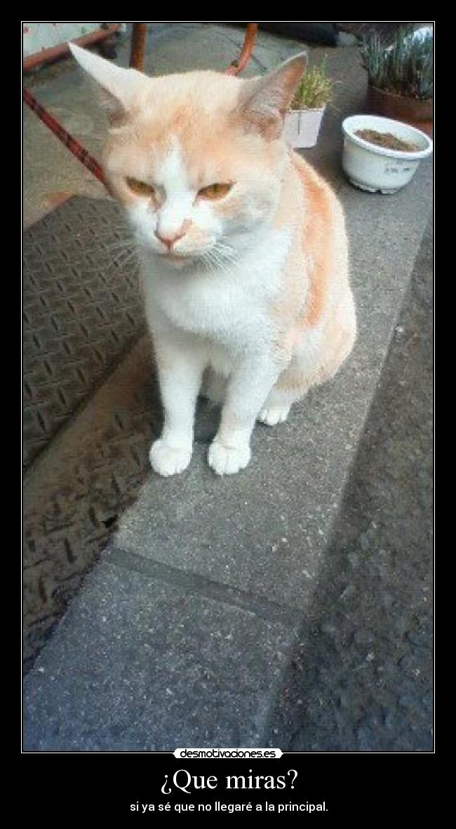 ¿Que miras? - si ya sé que no llegaré a la principal.