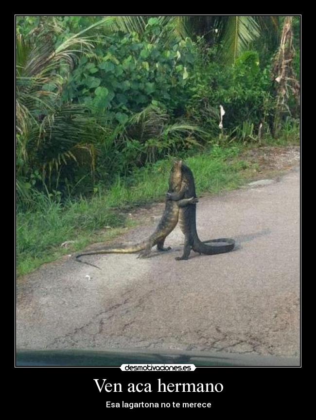 Ven aca hermano - Esa lagartona no te merece