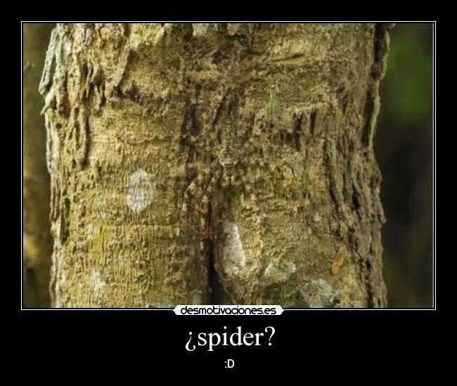 ¿spider? - :D