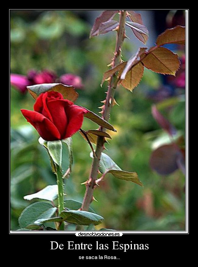 De Entre las Espinas - se saca la Rosa...