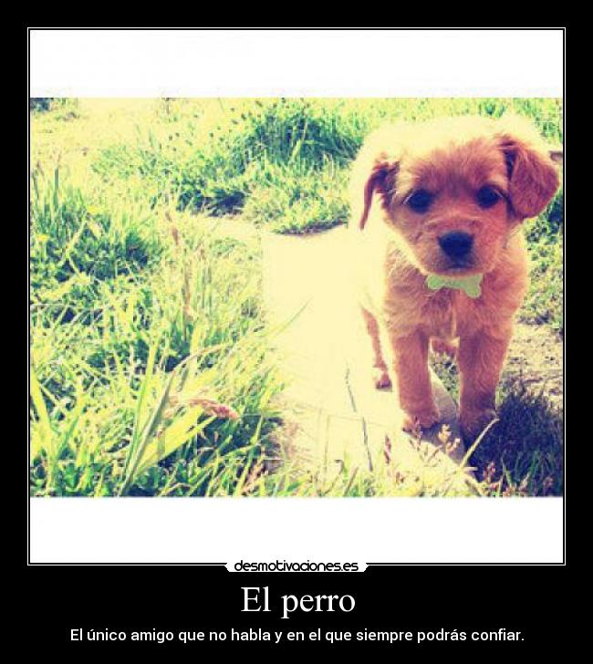El perro - El único amigo que no habla y en el que siempre podrás confiar.