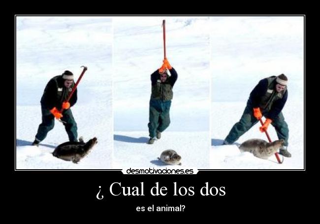 ¿ Cual de los dos - es el animal?