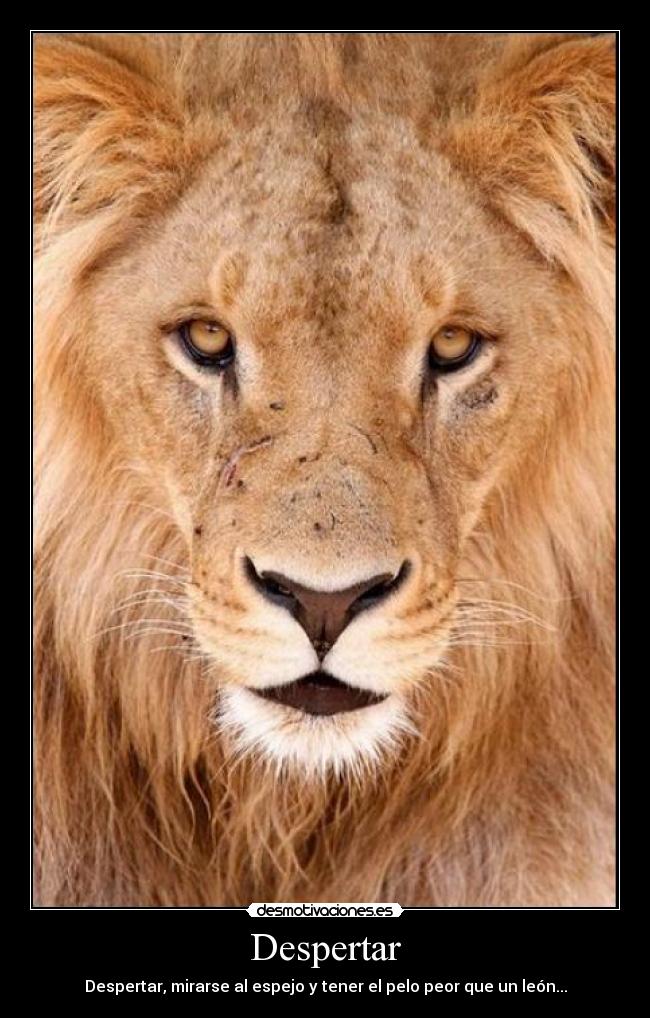 Despertar - 