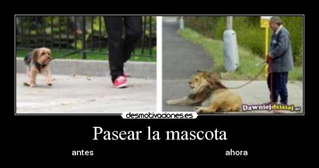 Pasear la mascota - antes                                                                   ahora