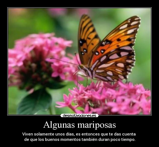 Algunas mariposas -