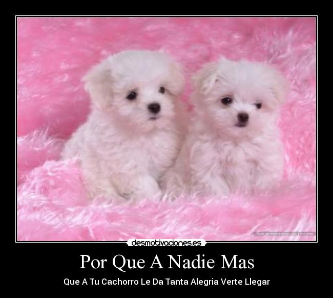 Por Que A Nadie Mas -