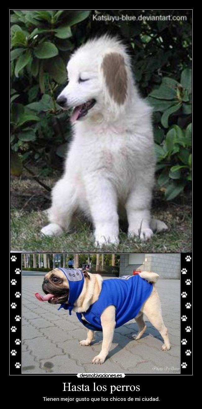 Hasta los perros - Tienen mejor gusto que los chicos de mi ciudad.