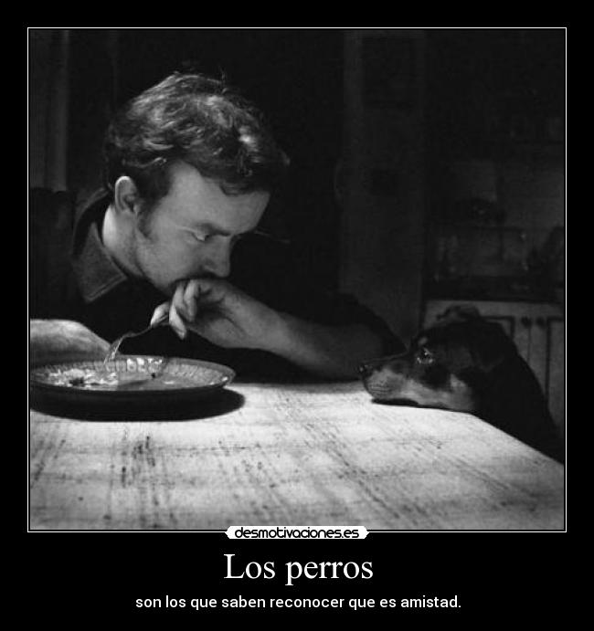 Los perros - son los que saben reconocer que es amistad.