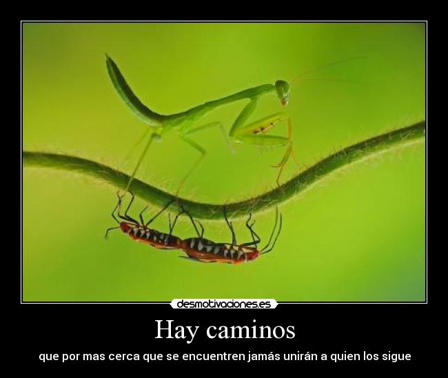 Hay caminos - que por mas cerca que se encuentren jamás unirán a quien los sigue