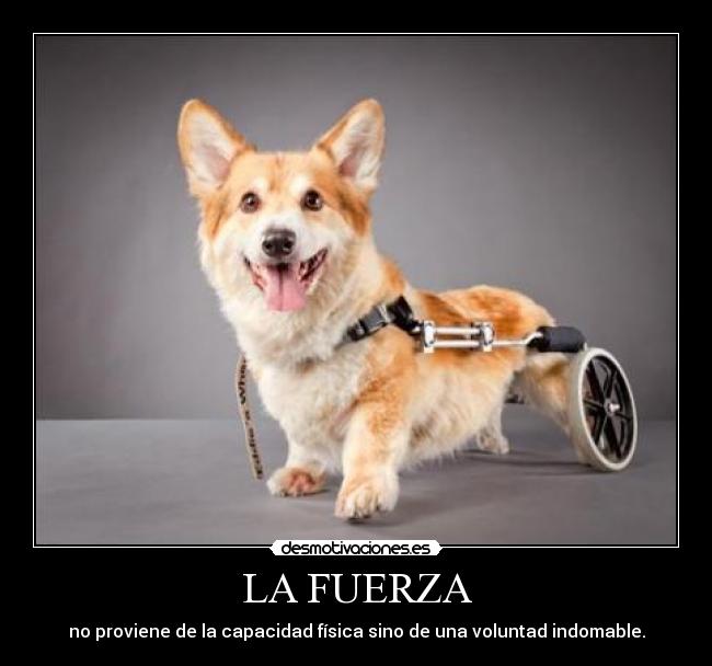 LA FUERZA - no proviene de la capacidad física sino de una voluntad indomable.