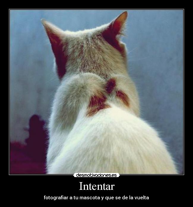 Intentar -