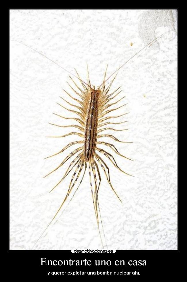 Encontrarte uno en casa - 